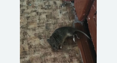 Дезинфекция от мышей в Новоузенске